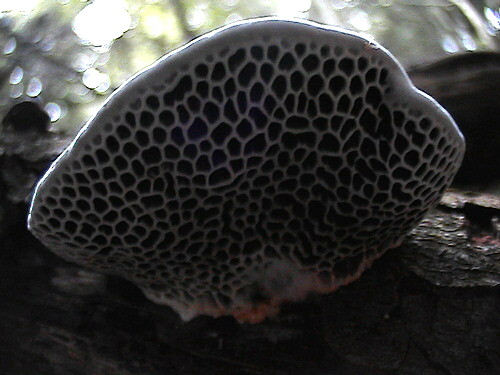 Scenidium nitidum? (Hexagonia nitida)